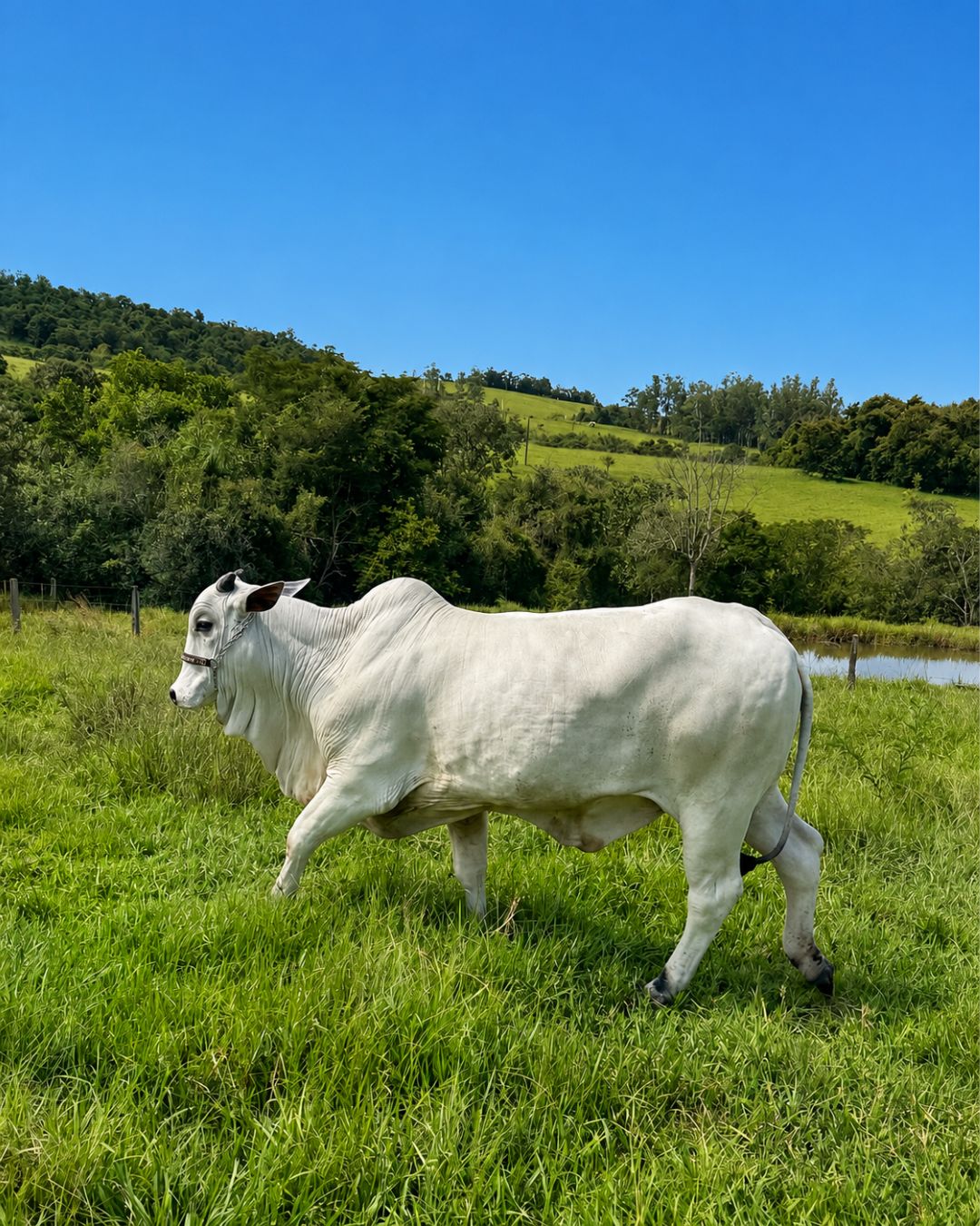 Animal Nelore da Pecuária Rennó apresentado a campo para venda direta