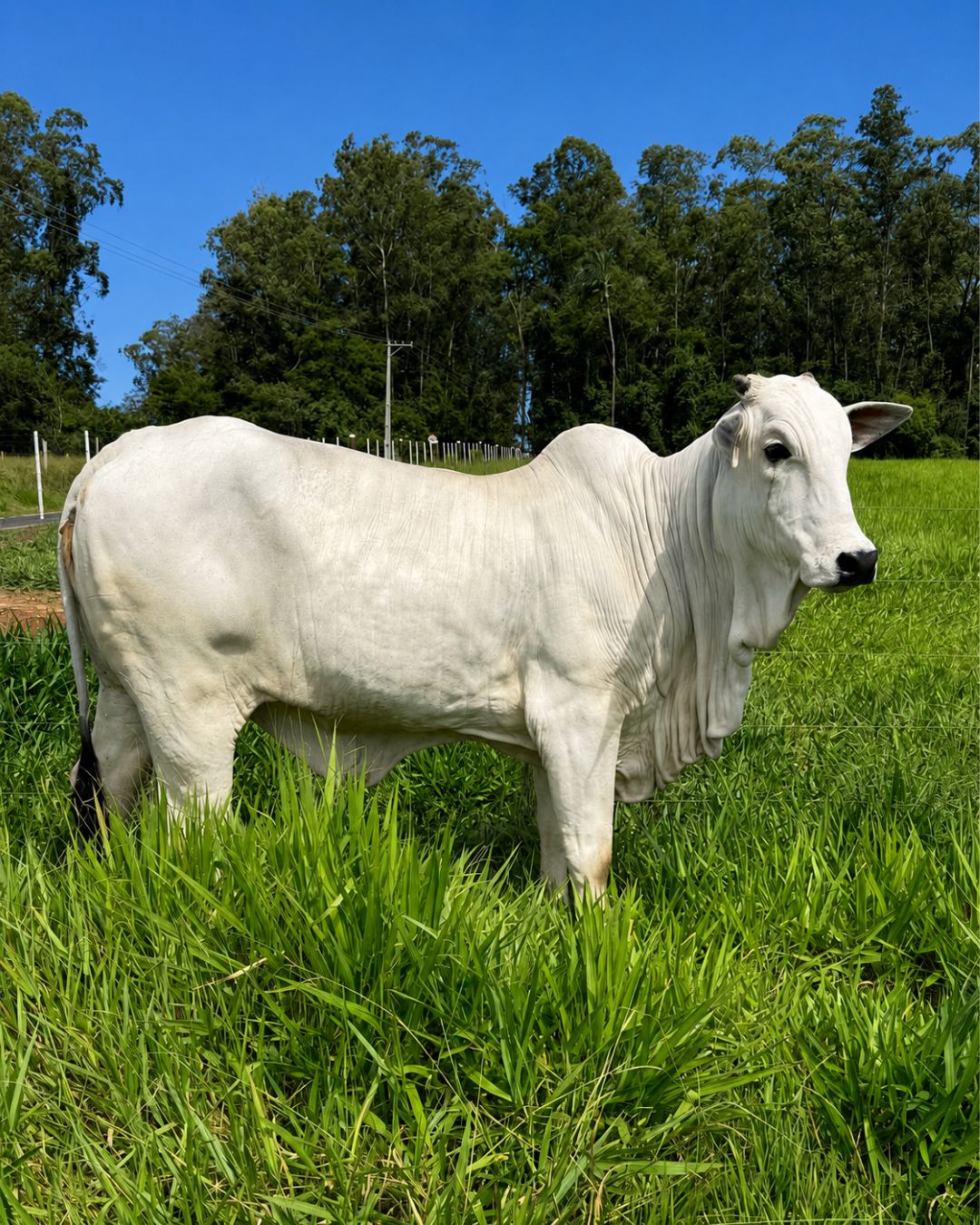 Animal selecionado da Pecuária Rennó disponível para avaliação no campo